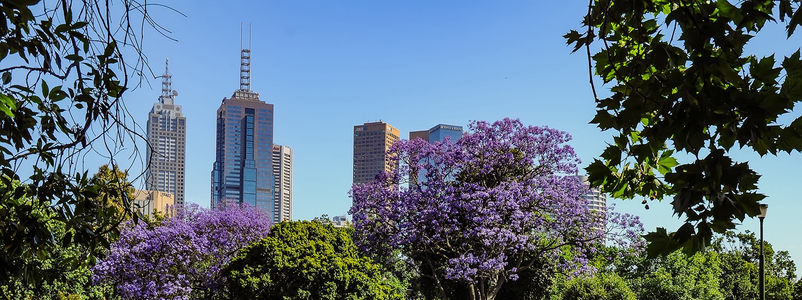 Melbourne city skyline with trees from botanical garden