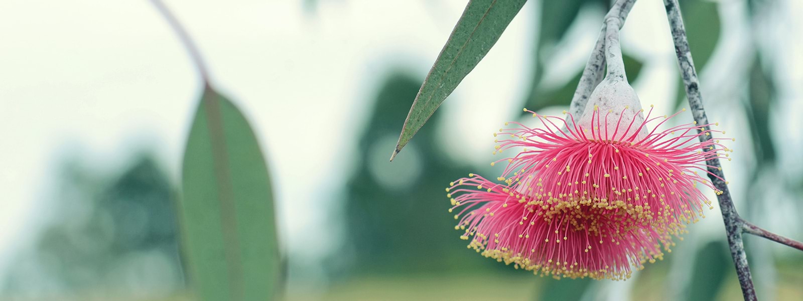 Australian Bottlebrush plant 